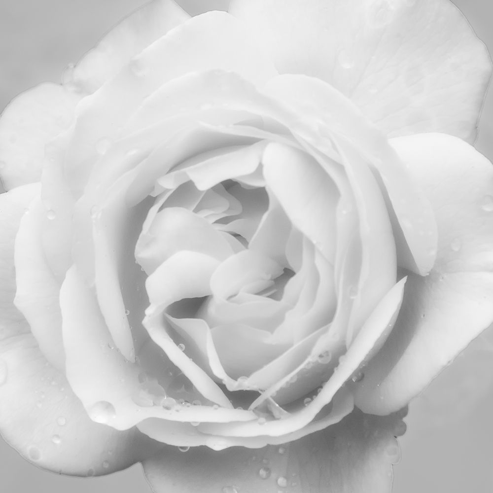 Beautiful Dreams 4 art print by Dianne Poinski for $57.95 CAD