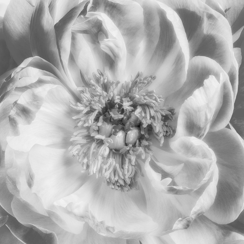Blooming Intellect 3 art print by Dianne Poinski for $57.95 CAD
