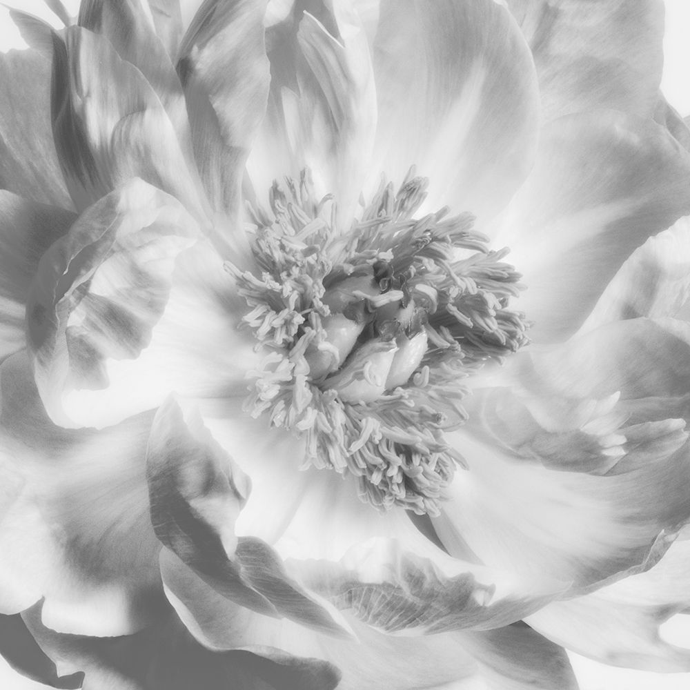 Blooming Intellect 4 art print by Dianne Poinski for $57.95 CAD