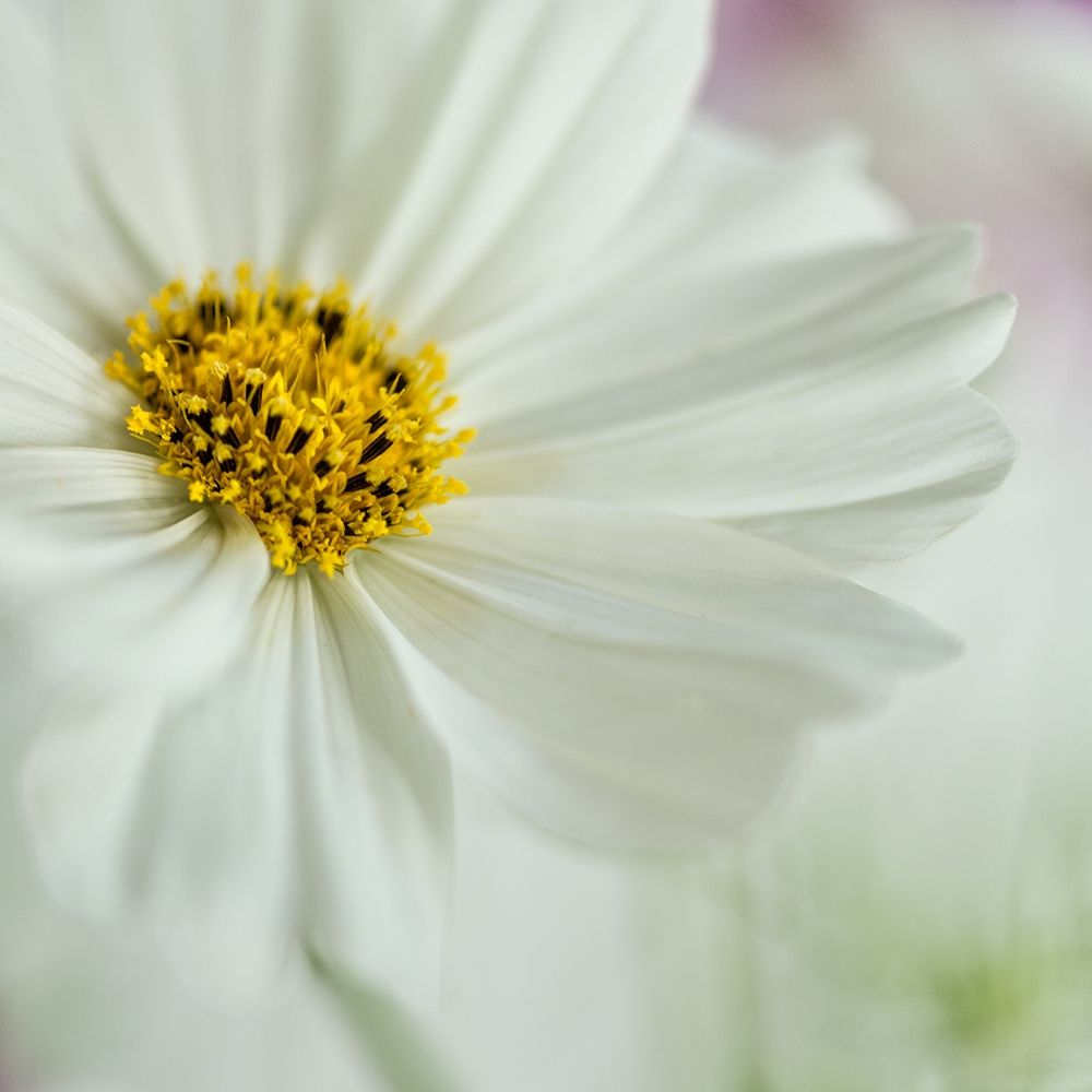White Cosmos art print by Dianne Poinski for $57.95 CAD