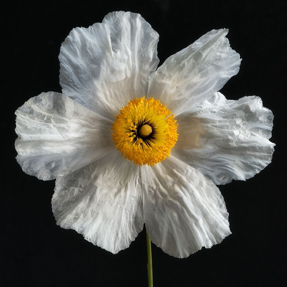 Matilija Poppy art print by Dianne Poinski for $57.95 CAD