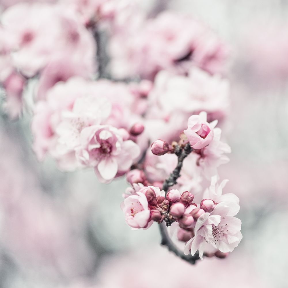 Pink Blossoms 1 art print by Dianne Poinski for $57.95 CAD