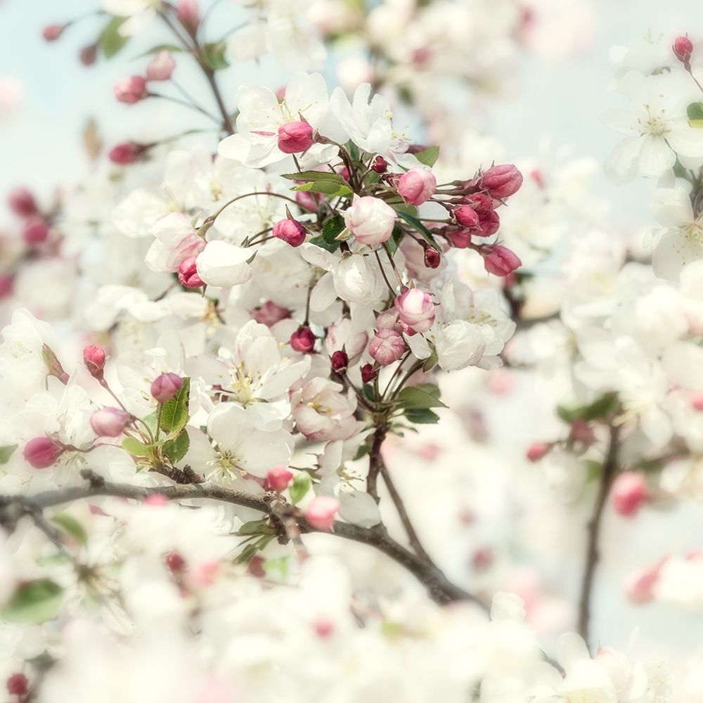 Pink Blossom 2 art print by Dianne Poinski for $57.95 CAD
