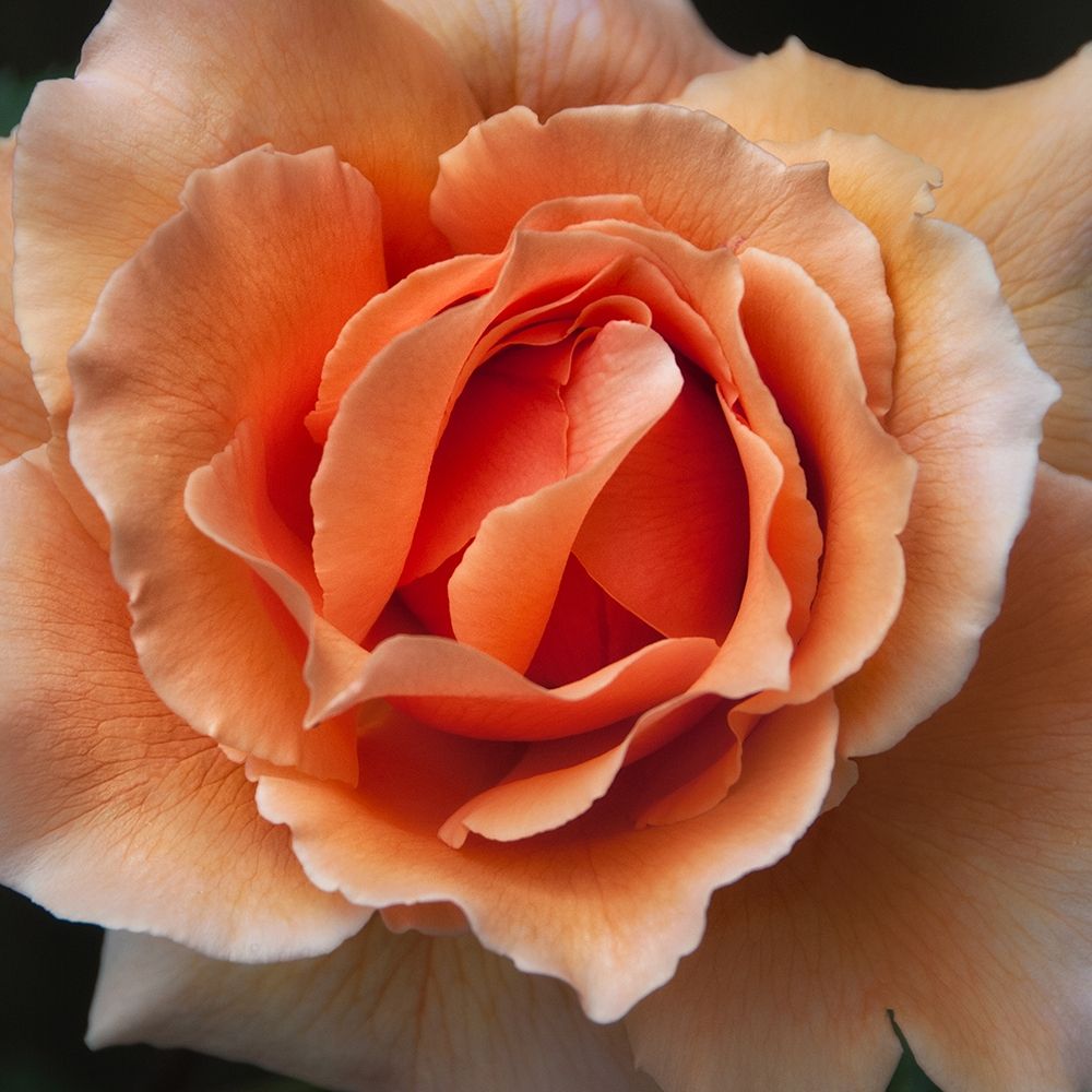 Rose 1 art print by Dianne Poinski for $57.95 CAD