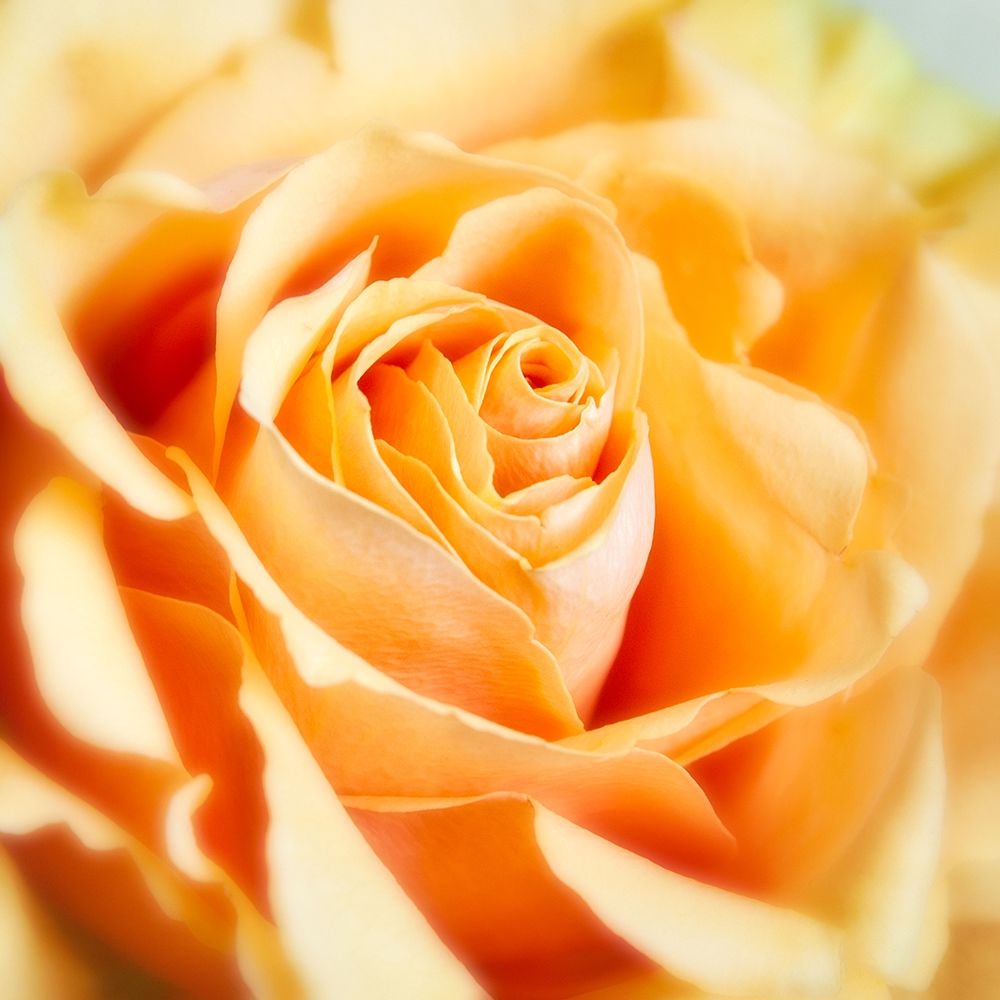 Rose 2 art print by Dianne Poinski for $57.95 CAD