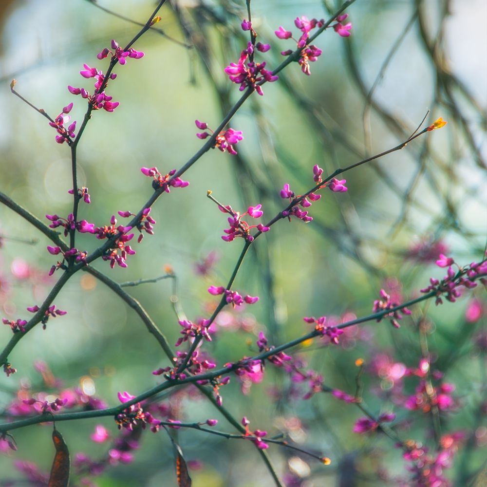 Spring Branches art print by Dianne Poinski for $57.95 CAD