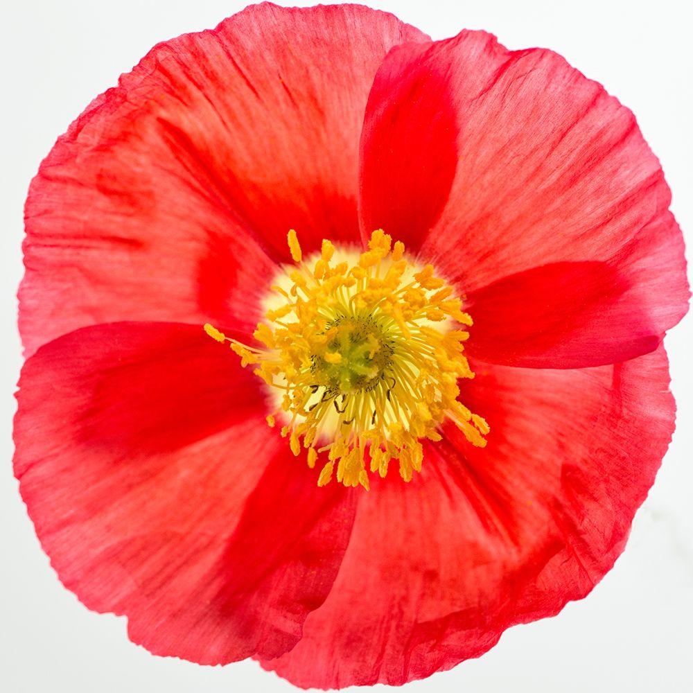 Vermilion Poppy art print by Dianne Poinski for $57.95 CAD