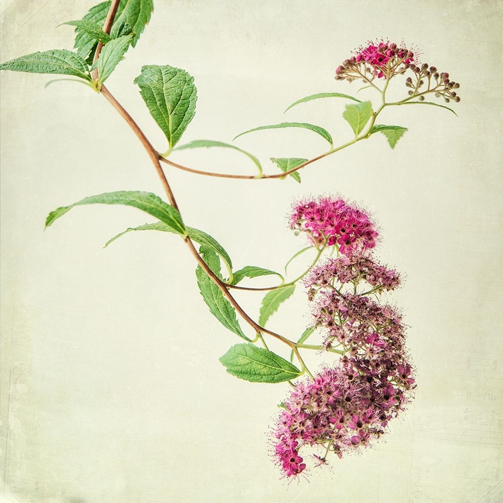 Vintage Pink art print by Dianne Poinski for $57.95 CAD