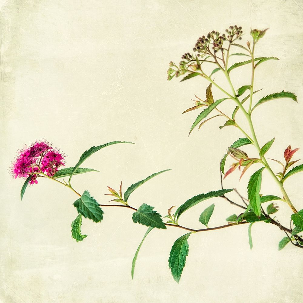 Vntage Pink 2 art print by Dianne Poinski for $57.95 CAD
