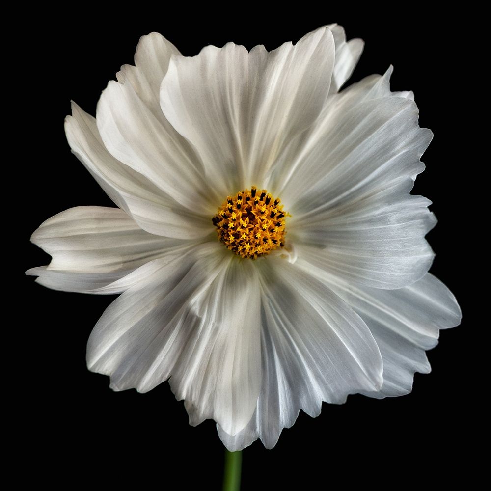 Daisy White 1 art print by Dianne Poinski for $57.95 CAD