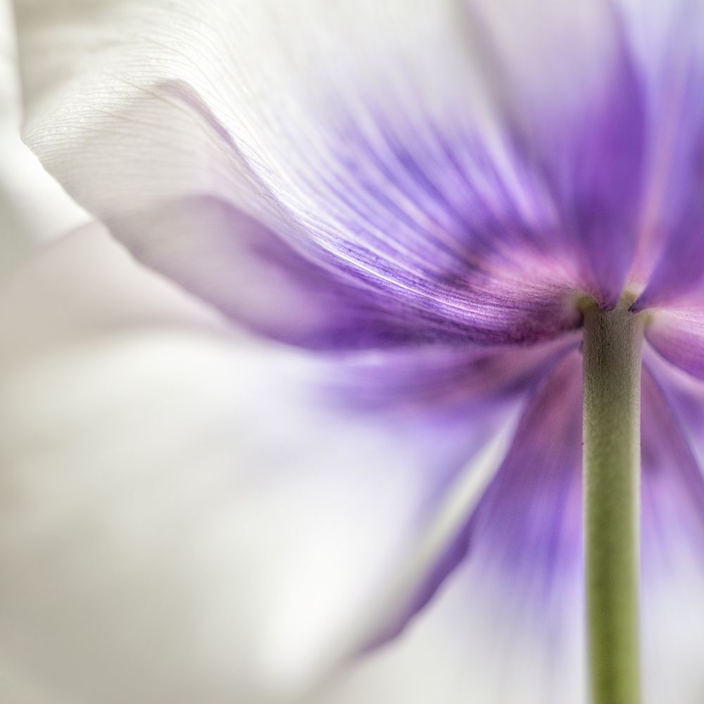 Spring Anemone III art print by Dianne Poinski for $57.95 CAD