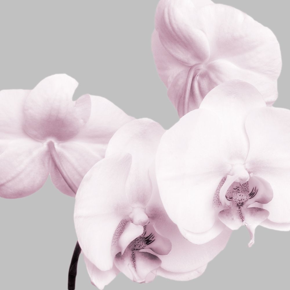 Pink Orchids 1 art print by Dianne Poinski for $57.95 CAD