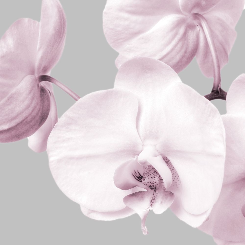 Pink Orchids 2 art print by Dianne Poinski for $57.95 CAD