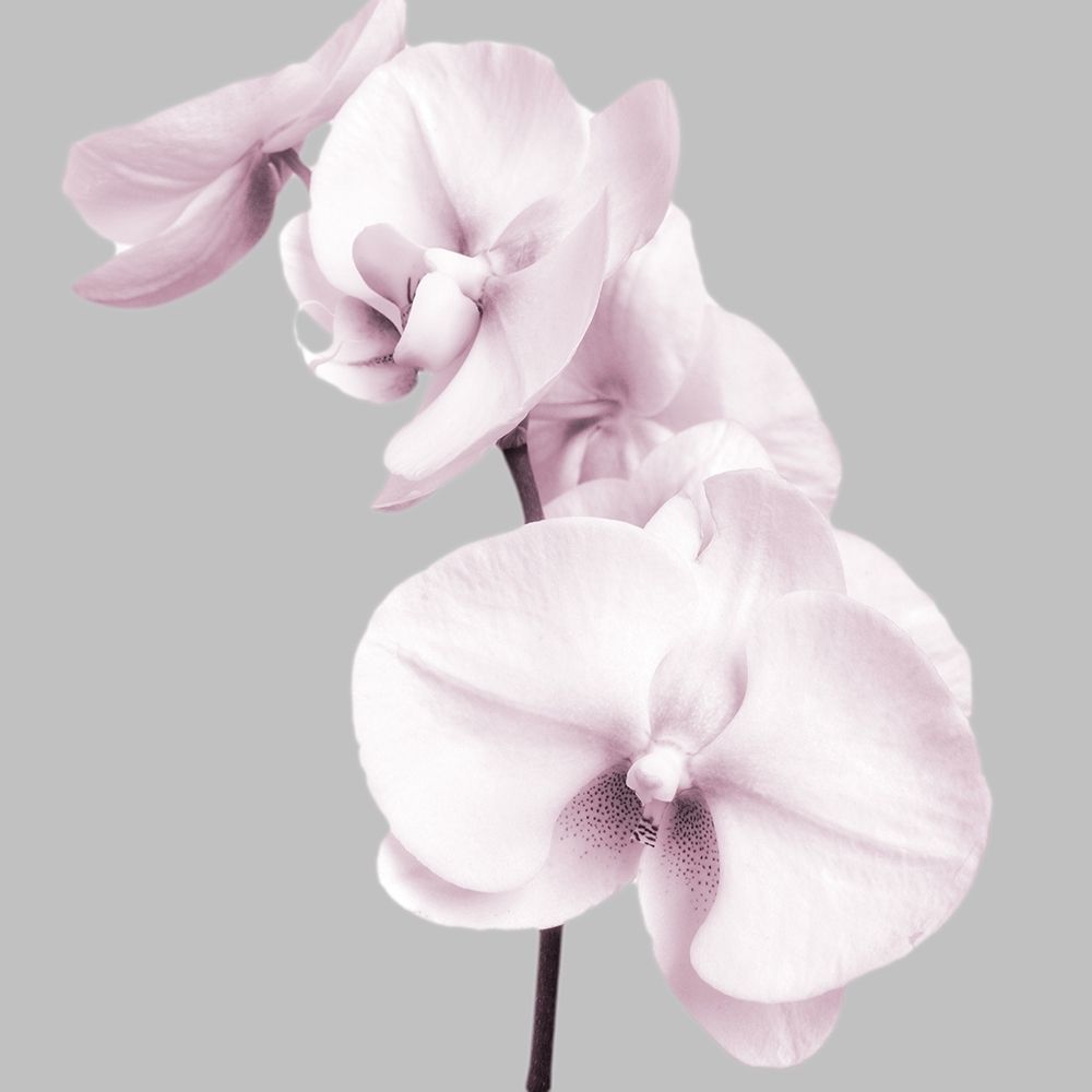Pink Orchids 3 art print by Dianne Poinski for $57.95 CAD