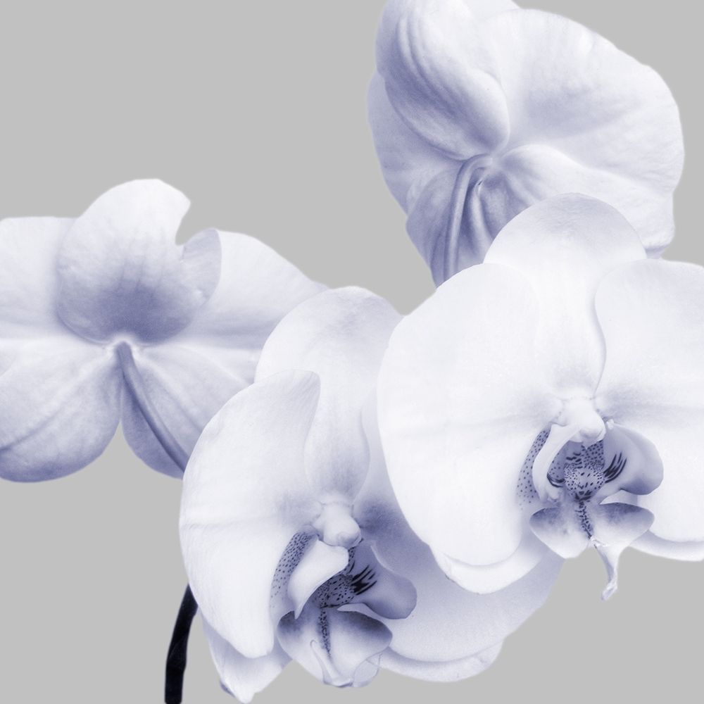Lilac Orchids 1 art print by Dianne Poinski for $57.95 CAD