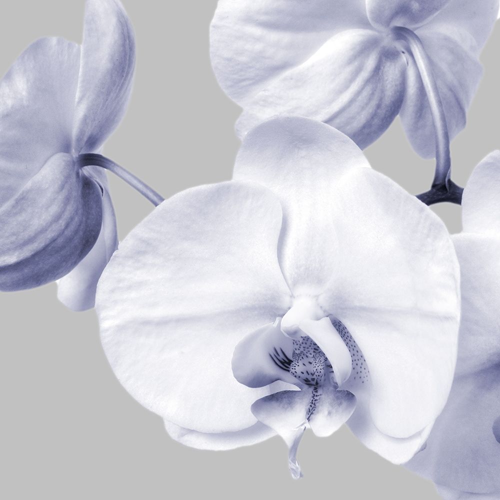 Lilac Orchids 2 art print by Dianne Poinski for $57.95 CAD