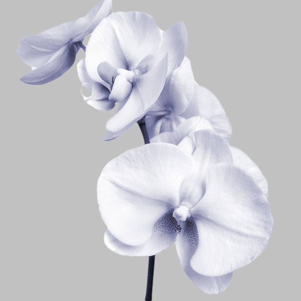 Lilac Orchids 3 art print by Dianne Poinski for $57.95 CAD