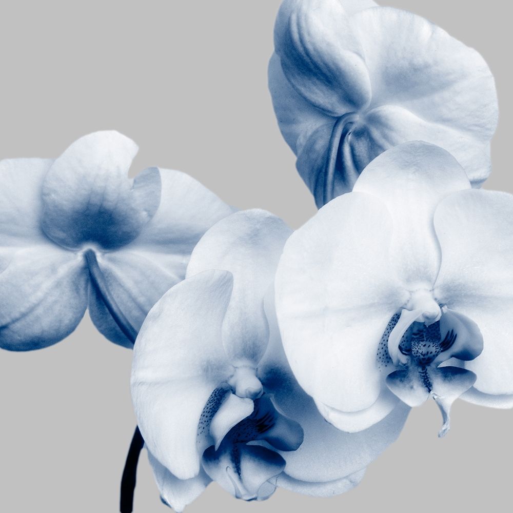 Indigo Orchids 1 art print by Dianne Poinski for $57.95 CAD