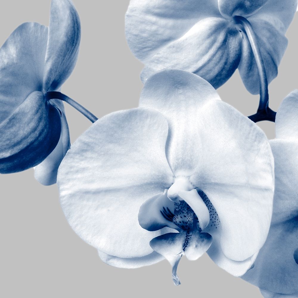 Indigo Orchids 2 art print by Dianne Poinski for $57.95 CAD