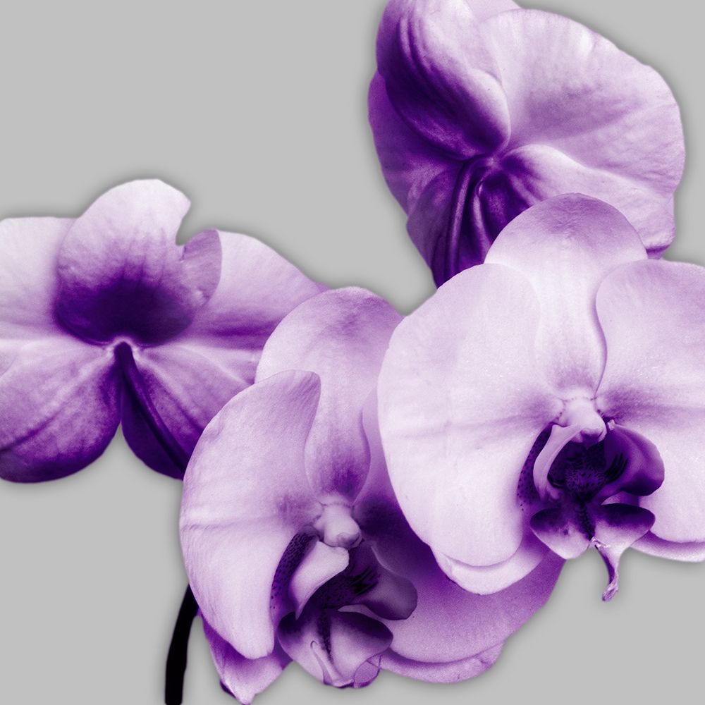 Vibrant Orchids 1 art print by Dianne Poinski for $57.95 CAD