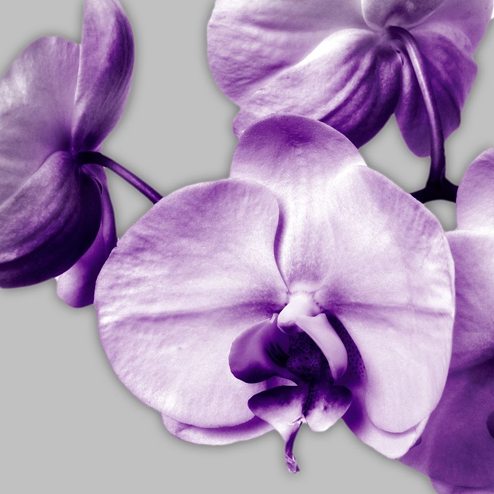 Vibrant Orchids 2 art print by Dianne Poinski for $57.95 CAD