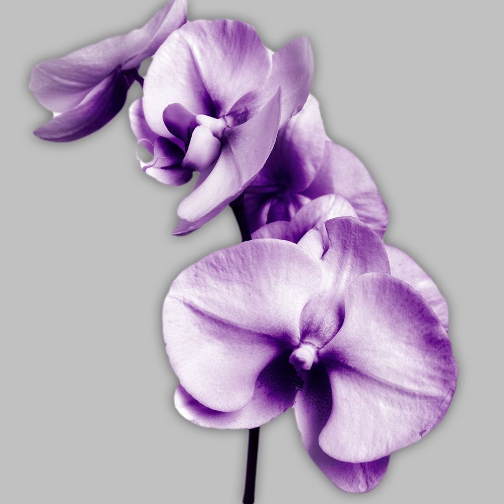 Vibrant Orchids 3 art print by Dianne Poinski for $57.95 CAD