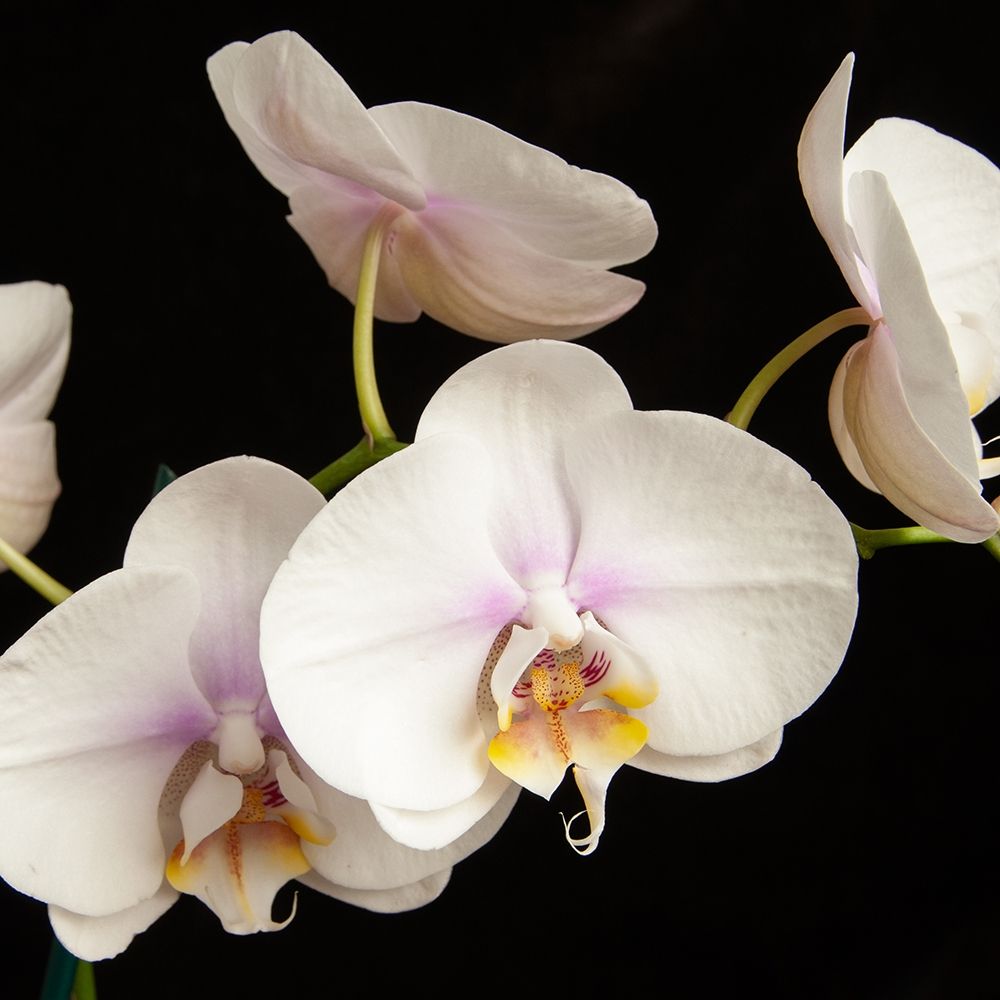 White Orchids 1 art print by Dianne Poinski for $57.95 CAD