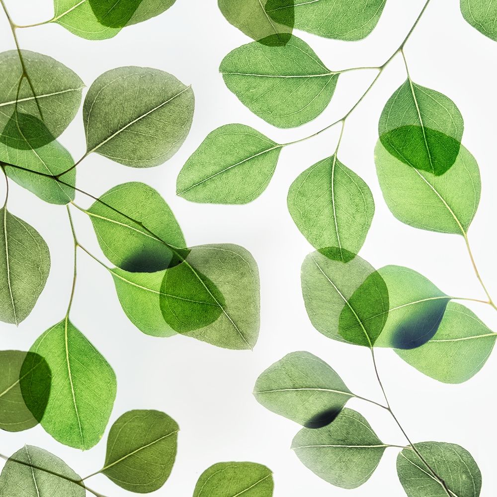 Verdant Leaves 2 art print by Dianne Poinski for $57.95 CAD