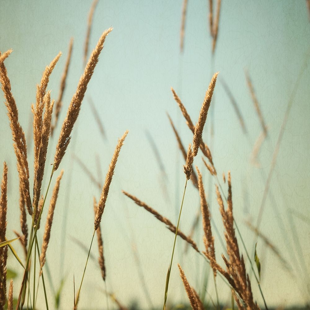 Steppe Carpet 2 art print by Dianne Poinski for $57.95 CAD