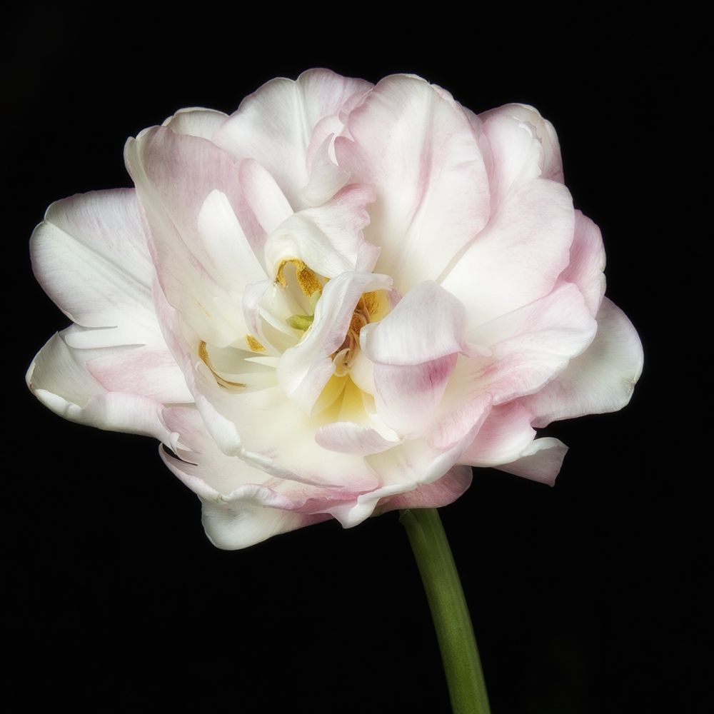 Perfect Petals 2 Square art print by Dianne Poinski for $57.95 CAD