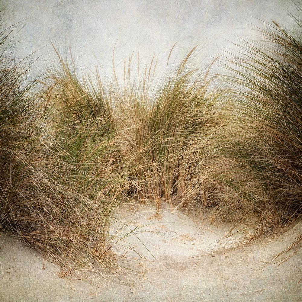 Beach Grasses 1 art print by Dianne Poinski for $57.95 CAD