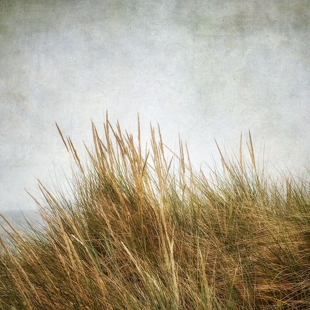 Beach Grasses 3 art print by Dianne Poinski for $57.95 CAD