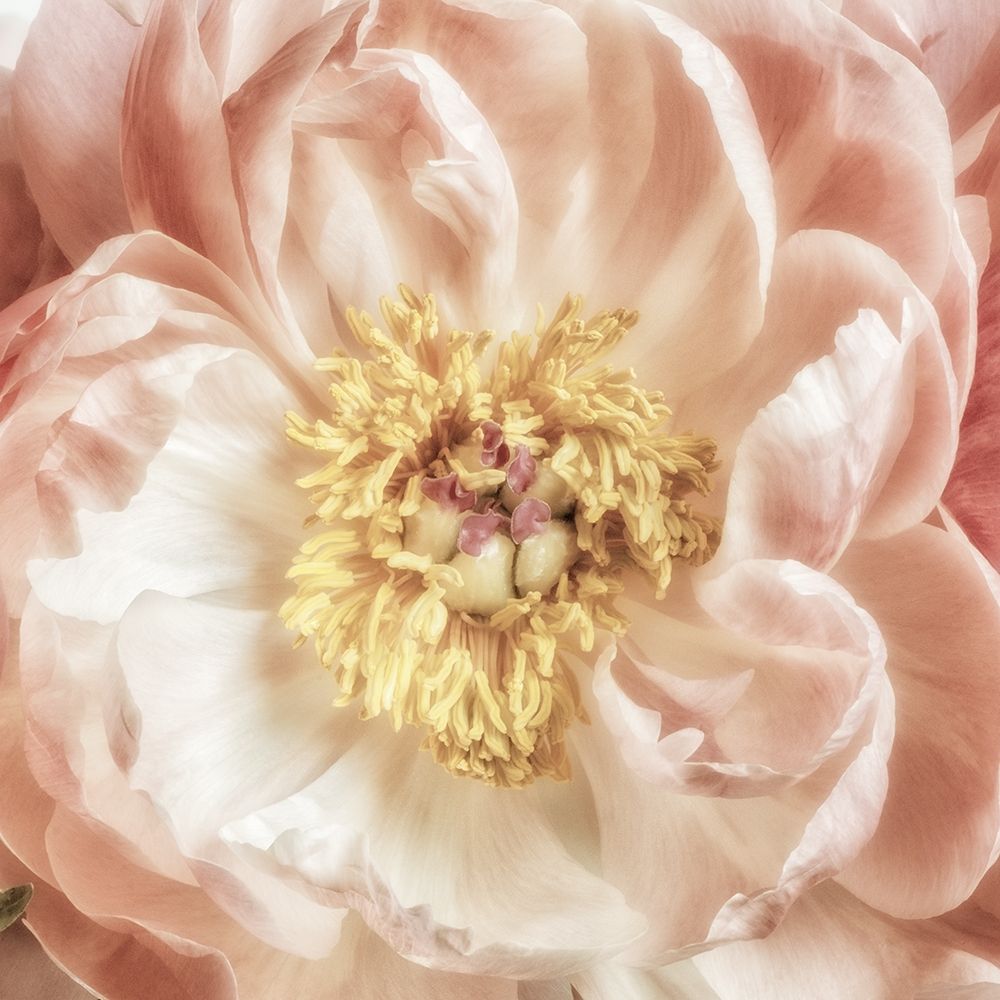 Exuberant Bloom 1 art print by Dianne Poinski for $57.95 CAD