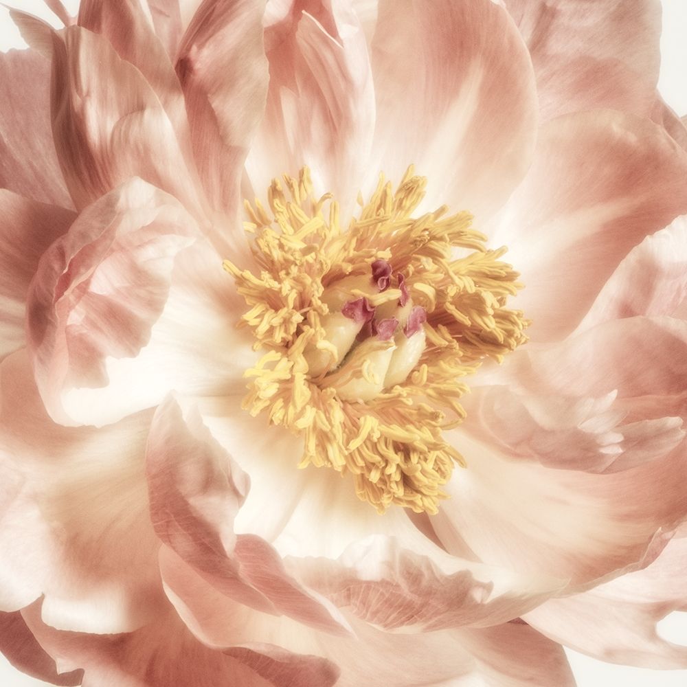 Exuberant Bloom 2 art print by Dianne Poinski for $57.95 CAD