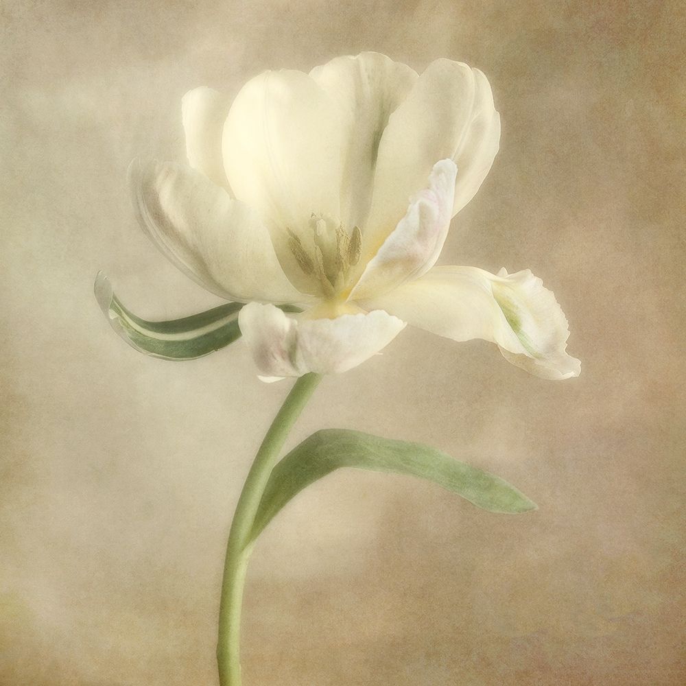Ivory Blossom I art print by Dianne Poinski for $57.95 CAD