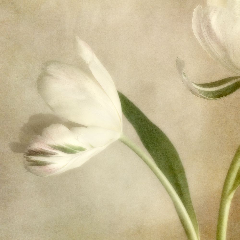 Ivory Blossom II art print by Dianne Poinski for $57.95 CAD
