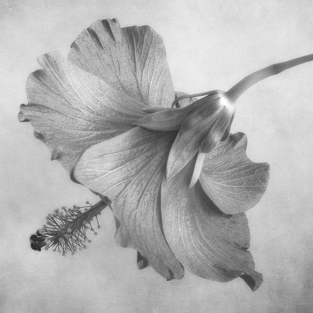 Black and White Hibiscus 1 art print by Dianne Poinski for $57.95 CAD