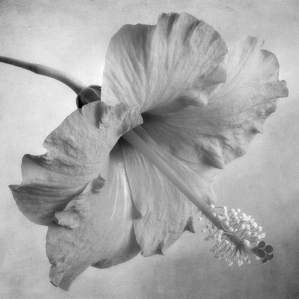 Black and White Hibiscus 2 art print by Dianne Poinski for $57.95 CAD