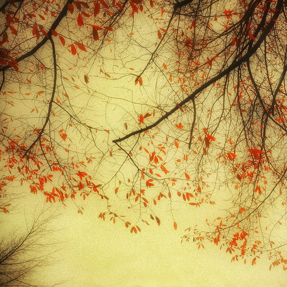 Autumn Red and Gold 2 art print by Dianne Poinski for $57.95 CAD