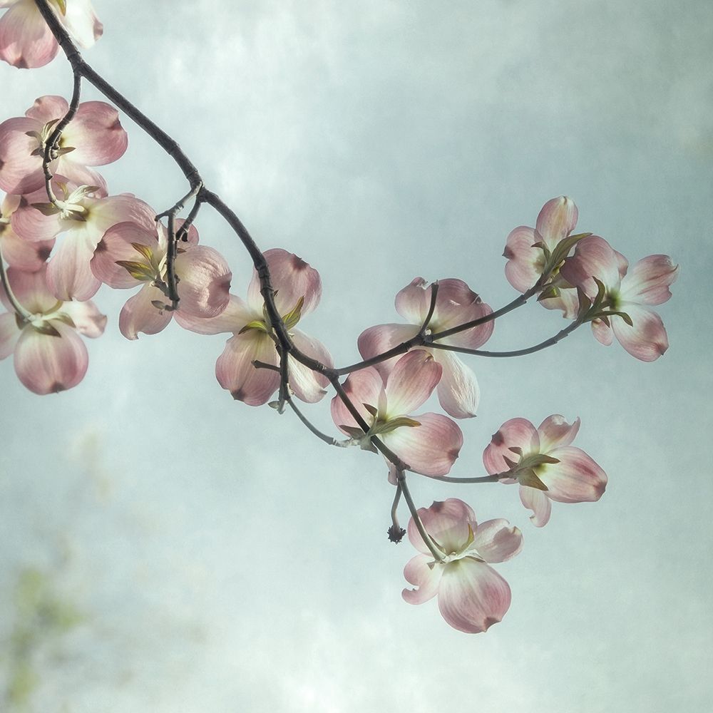Pale Petals 1 art print by Dianne Poinski for $57.95 CAD