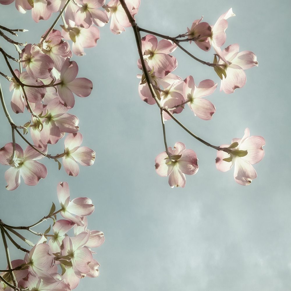 Pale Petals 2 art print by Dianne Poinski for $57.95 CAD