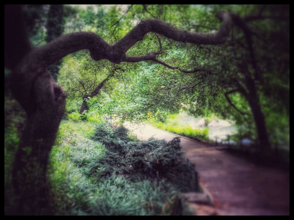 Central Park Tree art print by Joseph Rowland for $57.95 CAD