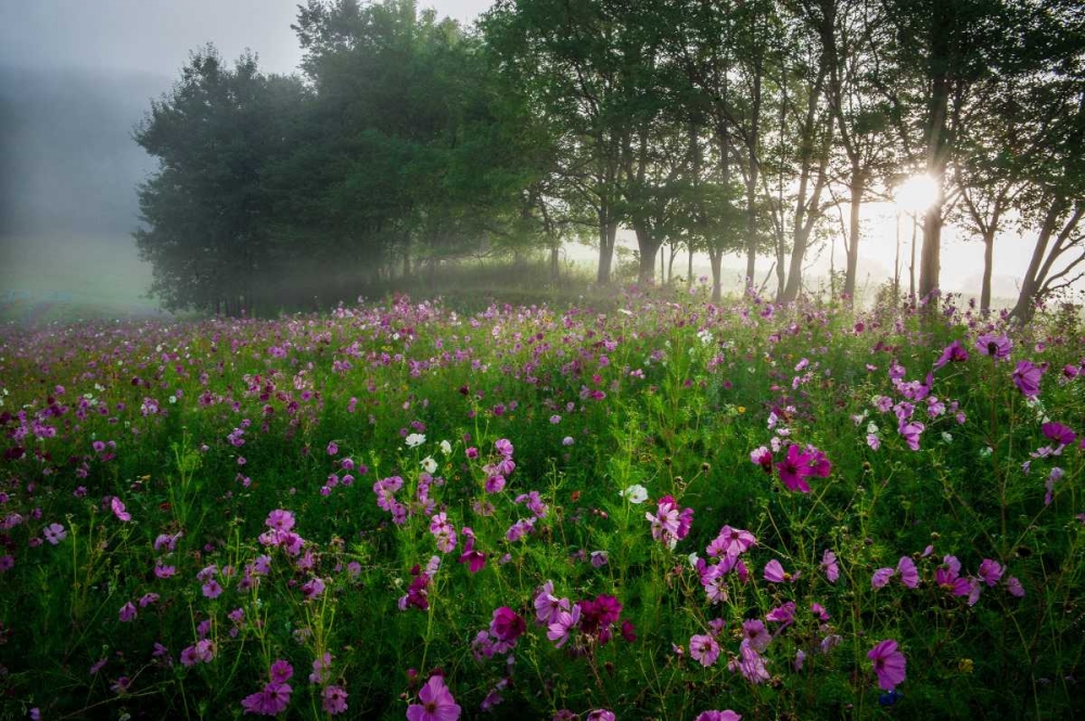 Flower Field art print by Joseph Rowland for $57.95 CAD