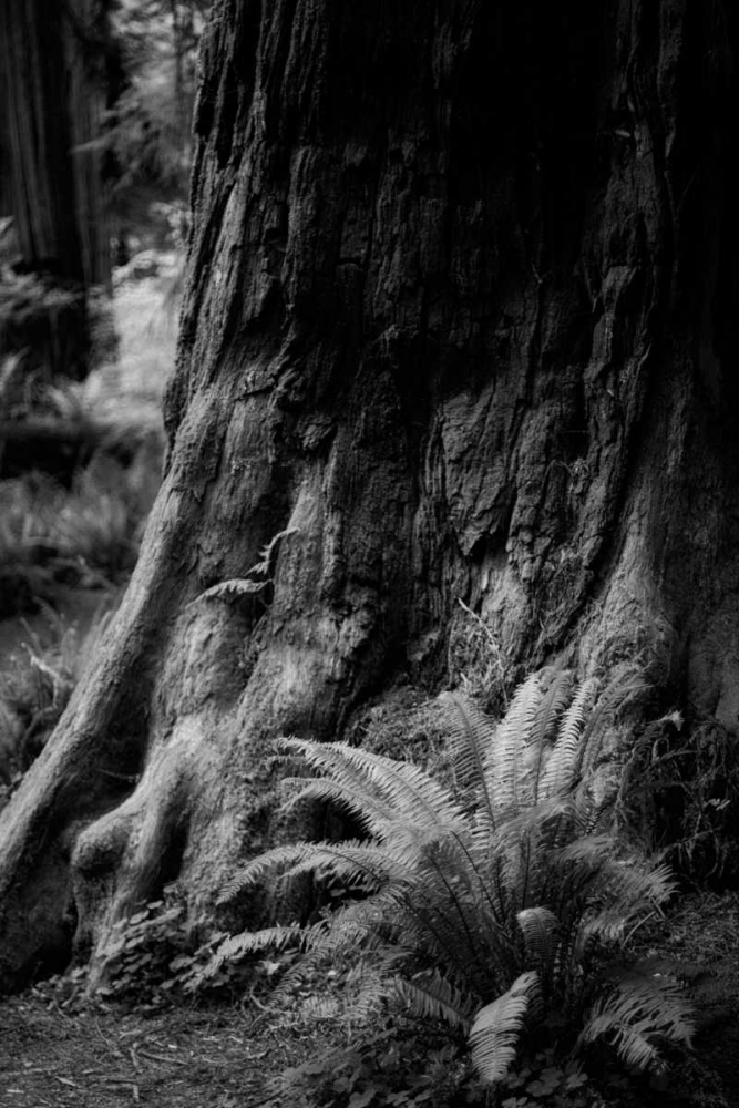 Ancient Trunk art print by Joseph Rowland for $57.95 CAD