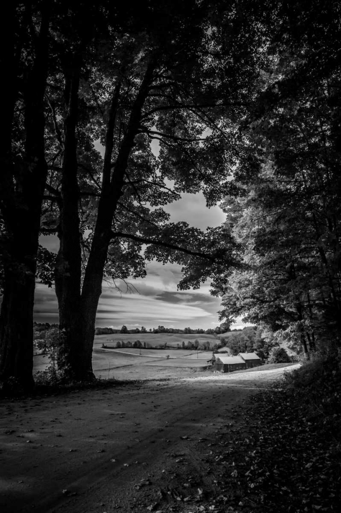 Jenne Farm Tree Tunnel art print by Joseph Rowland for $57.95 CAD