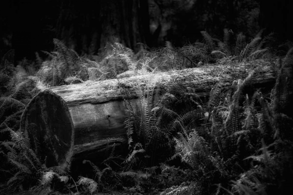 Fallen art print by Joseph Rowland for $57.95 CAD