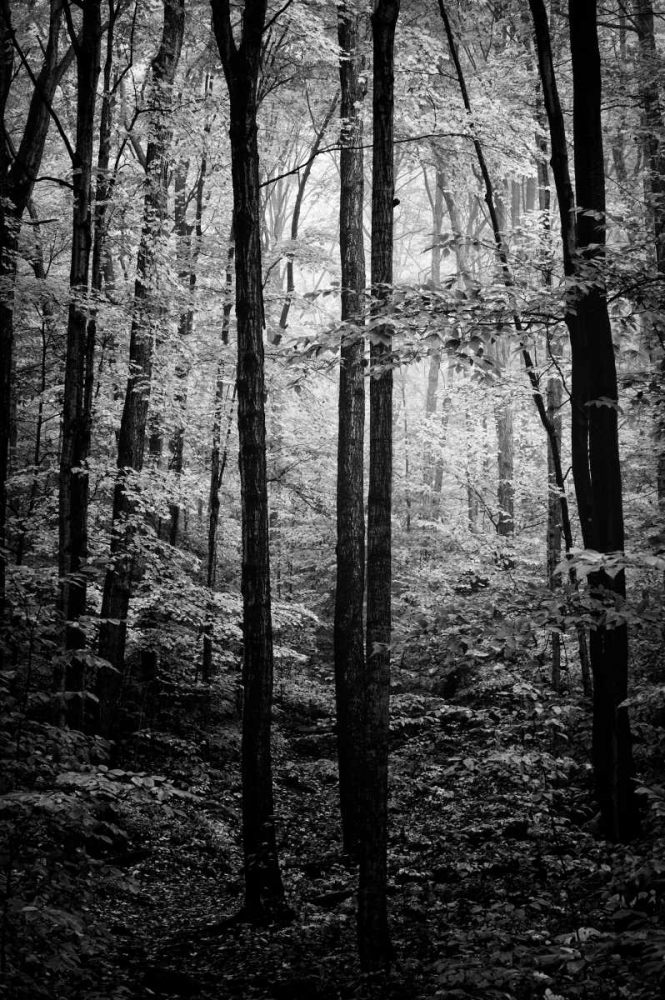 Grove art print by Joseph Rowland for $57.95 CAD