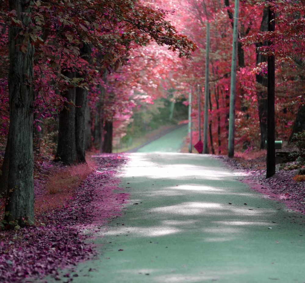 Forest Blush art print by Sandro De Carvalho for $57.95 CAD