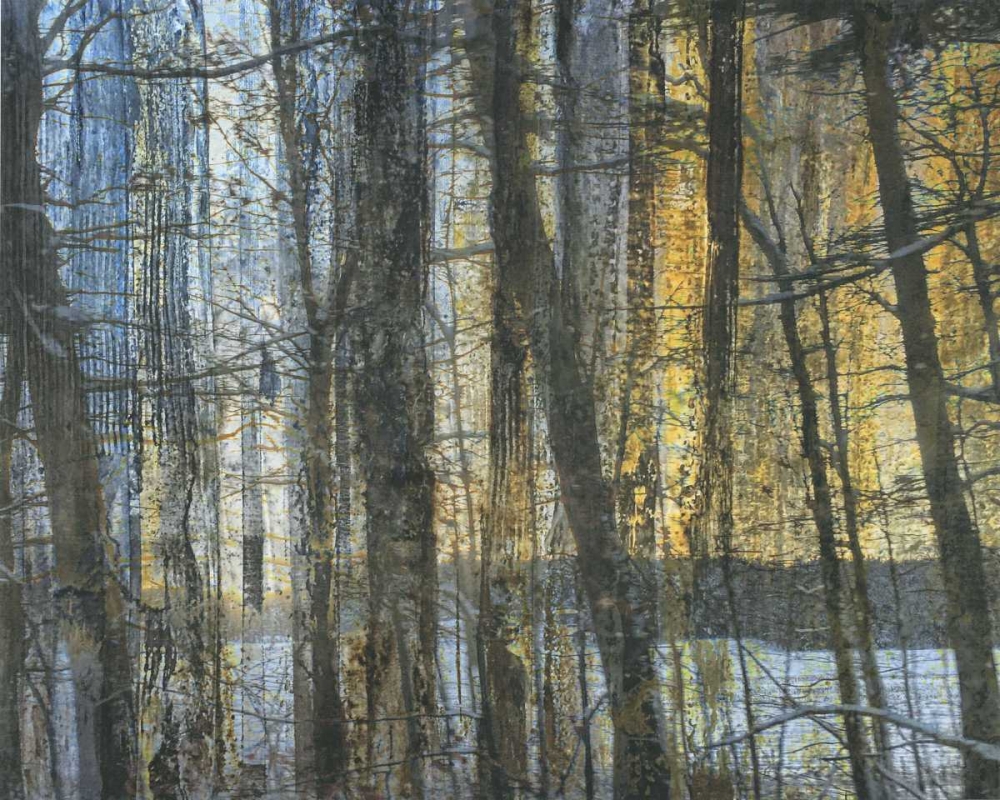 Sunshine Through The Limbs 1 art print by Smith Haynes for $57.95 CAD