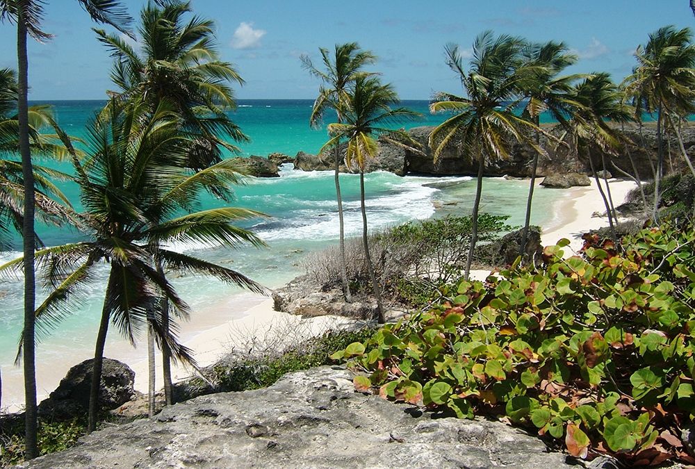 Tropical Beauty art print by Sheldon Lewis for $57.95 CAD